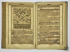 Diadochos 1602